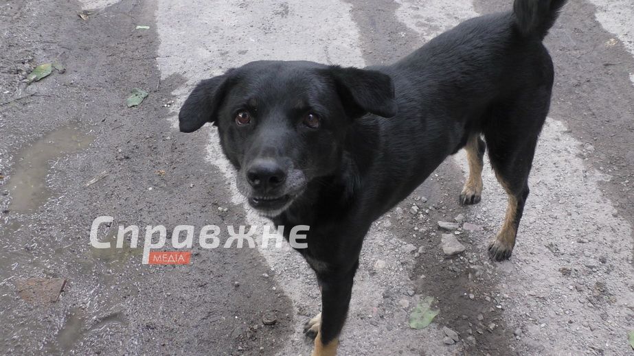 Пес Сема спас хозяев во время ударов по Запорожью