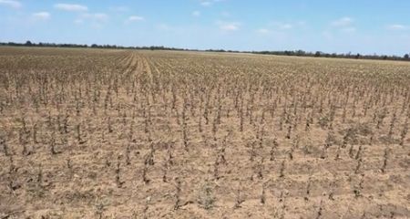 Родючі поля на окупованому Запоріжжі перетворюються на пустелю – причина