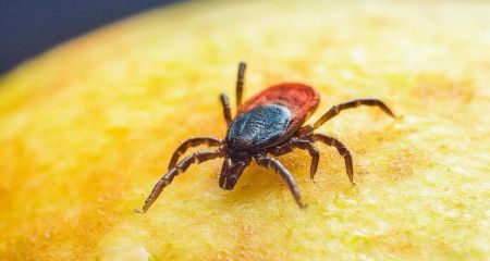 Новий випадок хвороби Лайма виявили медики у Запоріжжі