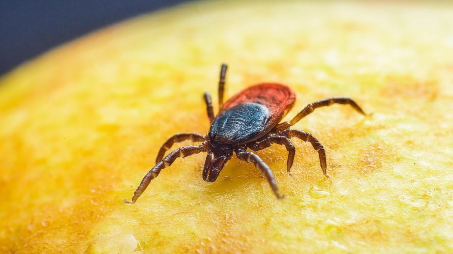 Новый случай болезни Лайма обнаружили медики в Запорожье
