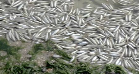 Мор рыбы наблюдают жители оккупированного запорожского Приазовья
