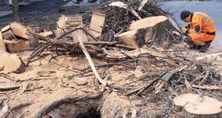 Екологи перевірили вирубку дерев у Запоріжжі: що виявили