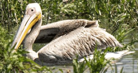 Рідкісного рожевого пелікана помітили на запорізькій Хортиці
