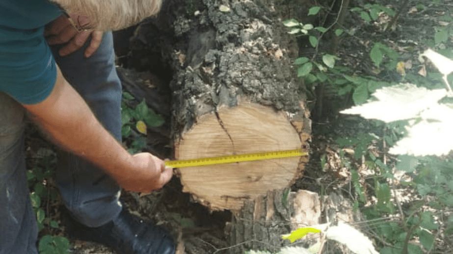 Три в&rsquo;язи зрубали у Запоріжжі &ndash; де саме