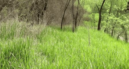 Сміттєзвалище в центрі Запоріжжя розчистили після припису екоінспекції