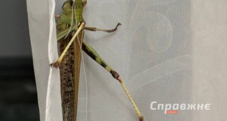 Специалисты проверяют районы Запорожья из-за нашествия саранчи