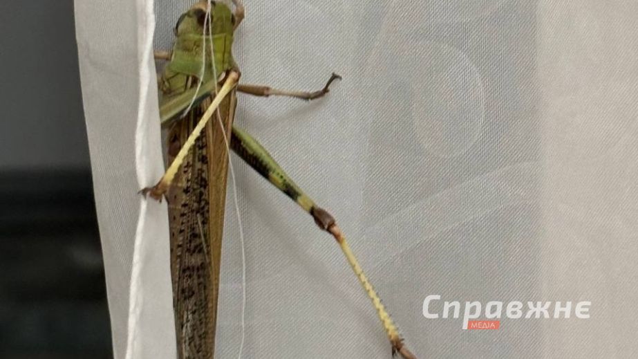 Специалисты проверяют районы Запорожья из-за нашествия саранчи