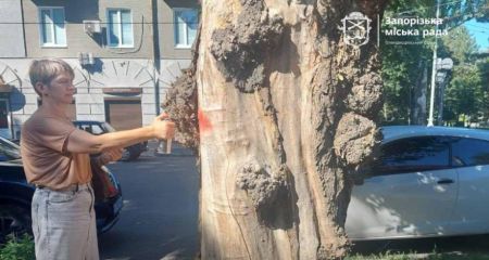 Понад 150 дерев перевірили на аварійність в одному з районів Запоріжжя