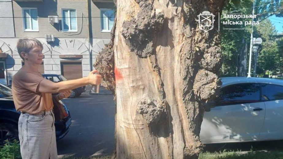 Более 150 деревьев проверили на аварийность в одном из районов Запорожья