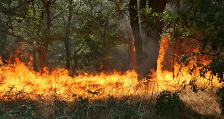 Гектар камыша сгорел во время пожара в Запорожском районе