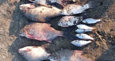 На Запорожье рыбинспекторы предотвратили ущерб более чем на 100 тыс. грн