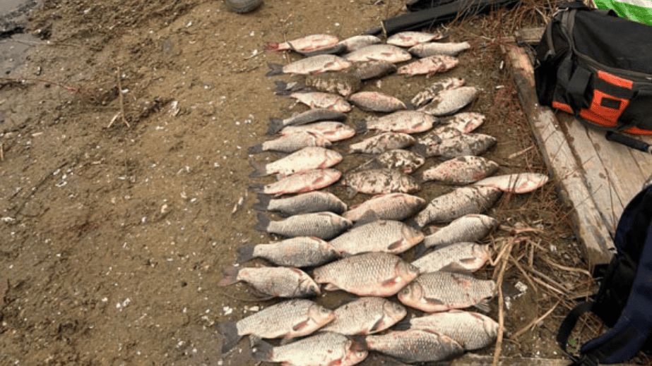 Багріння на Гребному каналі: у Запоріжжі рибпатруль викрив браконьєра