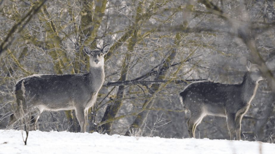 Диких животных кормят на зимней Хортице в Запорожье