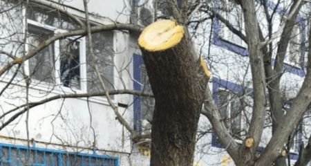 Перестаралися з обрізкою: у Запоріжжі зіпсували дерево
