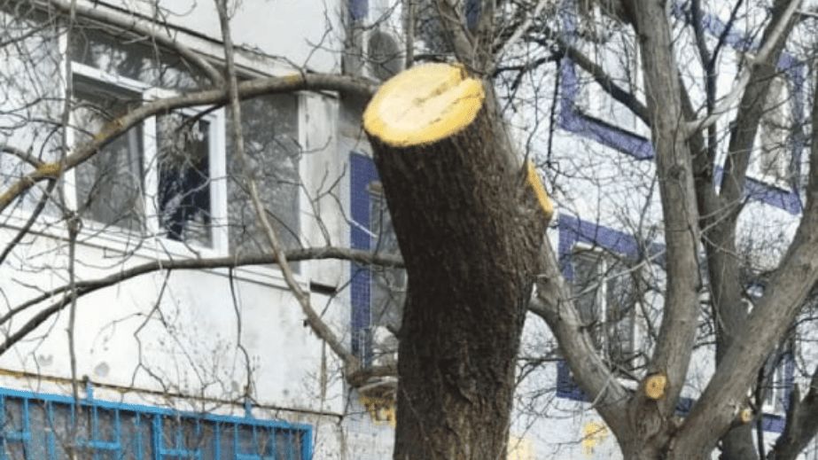 Перестарались с обрезкой: в Запорожье испортили дерево