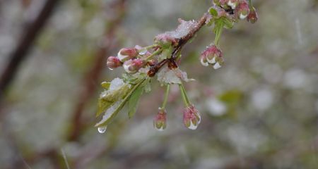 На Запоріжжі зберігається ймовірність заморозків, &ndash; Центр з гідрометеорології