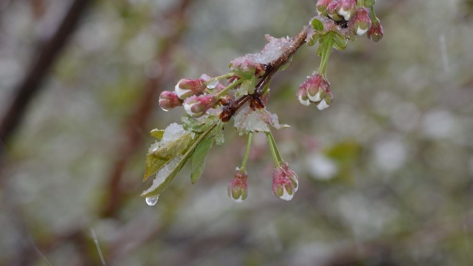 На Запоріжжі зберігається ймовірність заморозків, &ndash; Центр з гідрометеорології