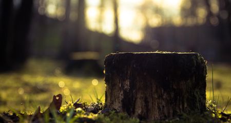 У центрі Запоріжжя спилюють дерева в одному зі скверів