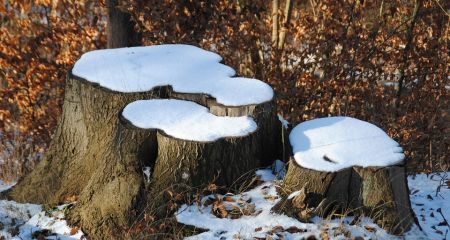 От "Космоса" до "Кичкаса": деревья удаляли коммунальщики в Запорожье