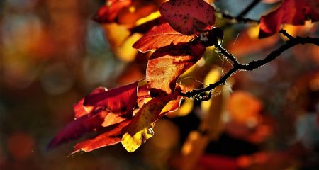 В Запорожье зафиксировали температурный рекорд, – синоптики