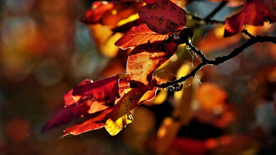 В Запорожье зафиксировали температурный рекорд, – синоптики