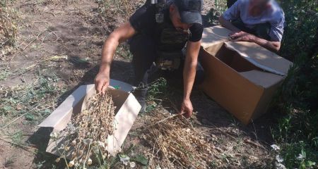 Вирощував коноплю на городі: на Запоріжжі виявили незаконний врожай