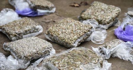 Групу наркоділків судитимуть у Запоріжжі: вилучили канабісу на 5 млн грн