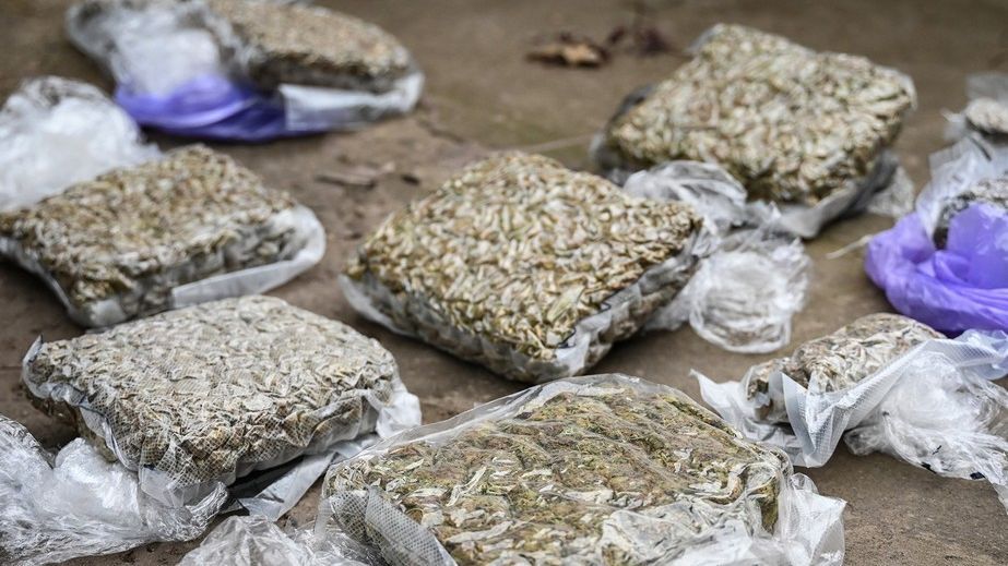 Группу наркодельцов будут судить в Запорожье: изъяли каннабиса на 5 млн грн