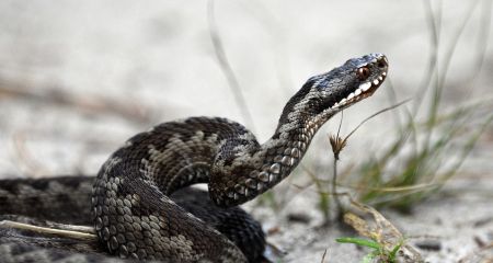 Змеи под ногами: что следует знать запорожцам, чтобы избежать укусов