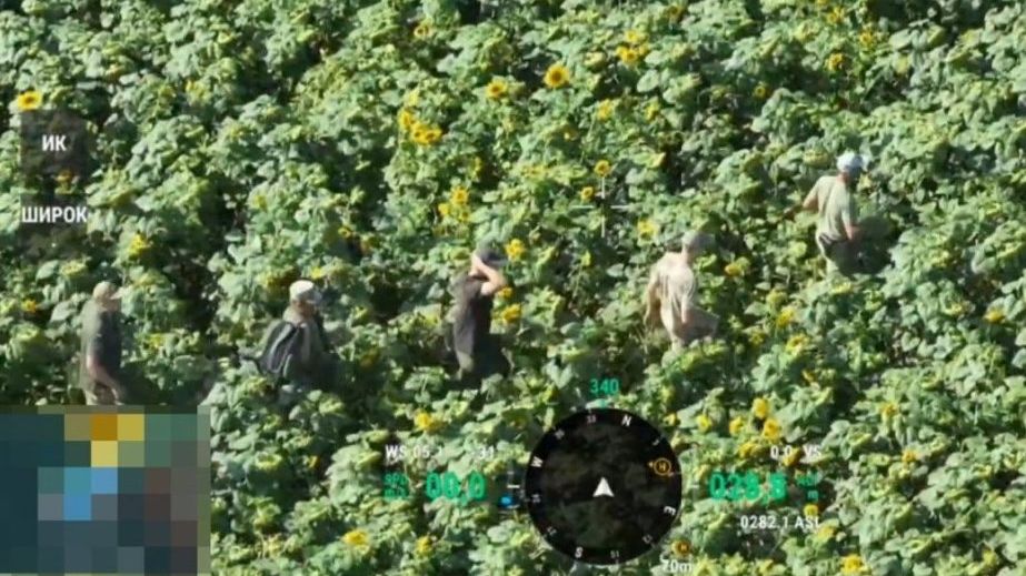Запорожца и двух херсонцев перехватили в поле подсолнухов возле Молдовы