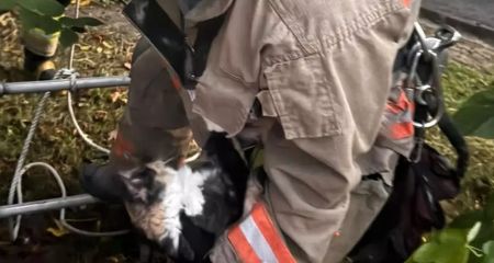 Застрял на высоком дереве: в Запорожье спасли кота