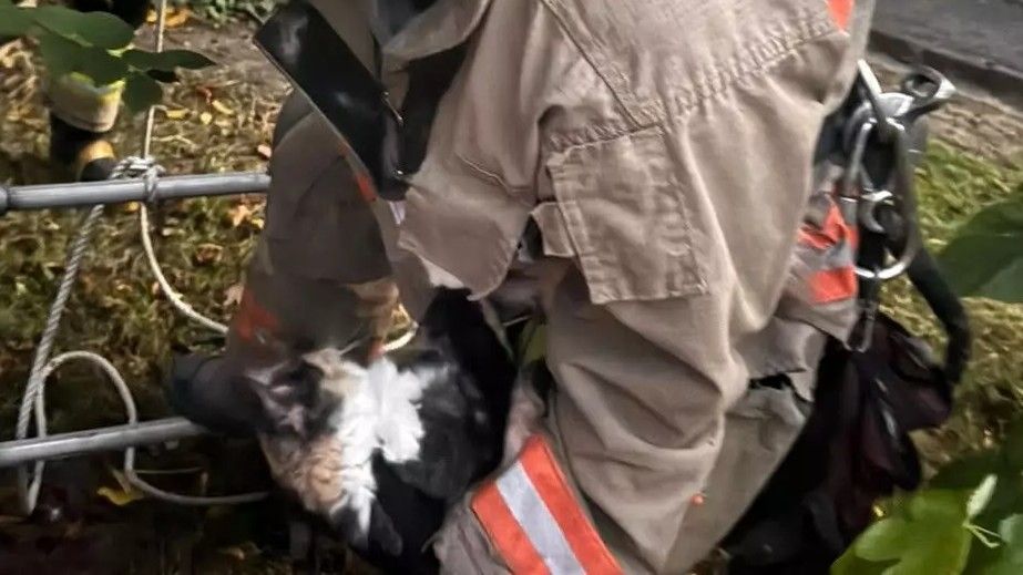 Застрял на высоком дереве: в Запорожье спасли кота