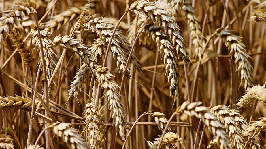 Майже 700 гектарів збіжжя згоріли на Запоріжжі через обстріли
