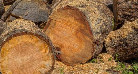 Убытков более чем на 100 тыс. грн: под Запорожьем обнаружили незаконную порубку леса