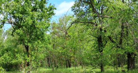 На Запорожье лес через суд спасли от застройки