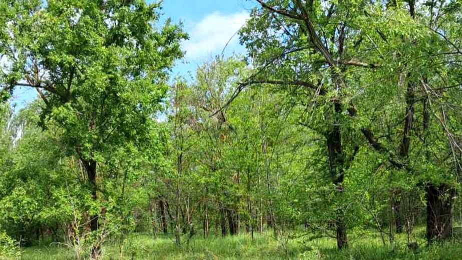 На Запоріжжі ліс через суд врятували від забудови
