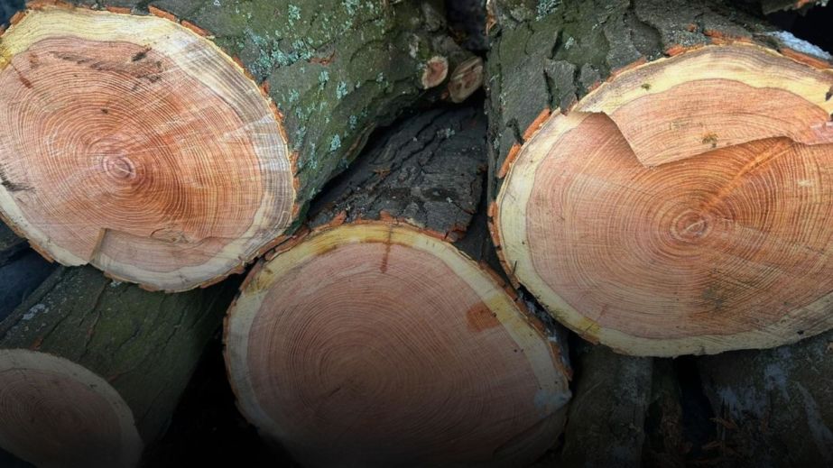 Шкода на 900 тис. грн: житель Запорізького району "під замовлення" вирубував ліс