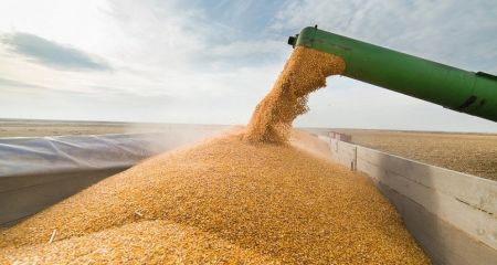 Посевная без зерна: Россия вывозит весь урожай из оккупированного Запорожья